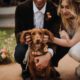 Dogs At Weddings – 16 Ideas & Tips For Including Your Pooch